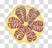 Plants X, pomegranate fruit transparent background PNG clipart