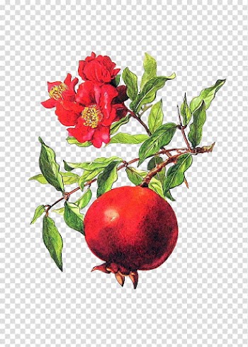 Plants X, red flower and red round fruit illustration transparent background PNG clipart