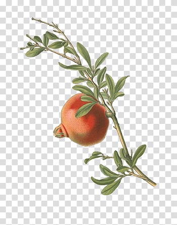 Plants X, red pomagranate fruit illustration transparent background PNG clipart
