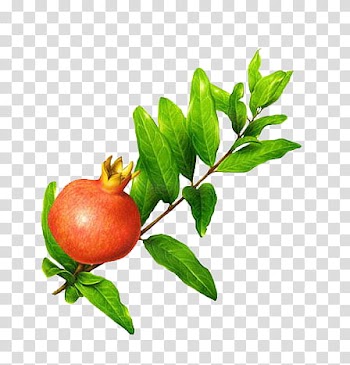 Plants X, red pomegranate fruit transparent background PNG clipart