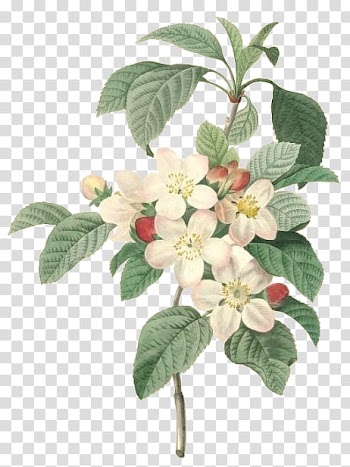 Plants X, white flower in bloom transparent background PNG clipart