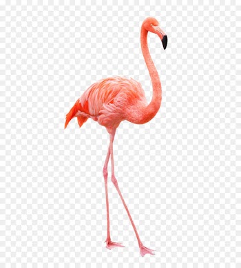 Plastic flamingo American flamingo Chilean flamingo Clip art - Flamingos 