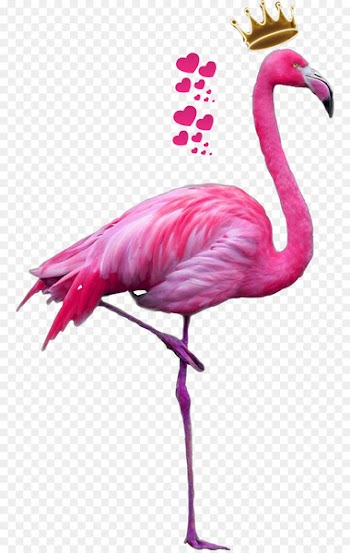 Plastic flamingo Clip art Portable Network Graphics Greater flamingo - smell outline 