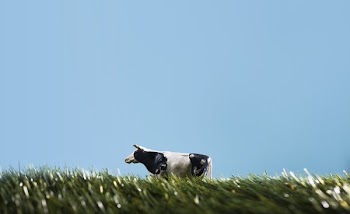 Plastic Toy Cow Walks Through Play Field