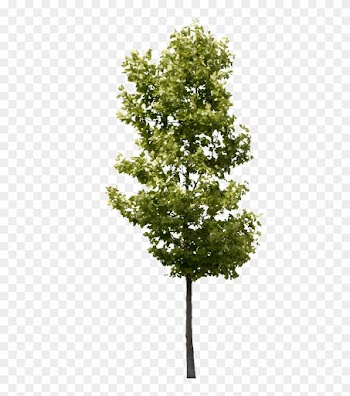 Platanus Occidentalis Small - Transparent Background Tree Png