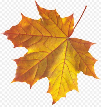 Platanus orientalis Autumn leaf color - autumn 