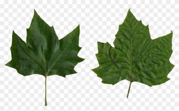 Platanus Scanned Leaves - Platanus Leaf Png