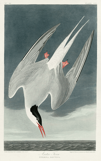 plate 250 of Birds of America | Free Photo - rawpixel
