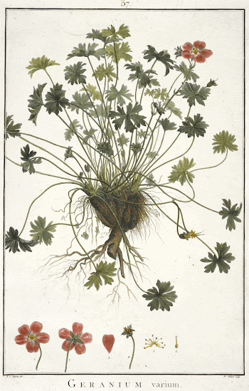 Plate 37. Original from the Minneapolis | Free Photo - rawpixel