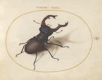 Plate 5: Stag Beetle (c. | Free Photo - rawpixel