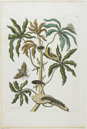 Plate 61. LXI. Guajava alba | Free Photo - rawpixel