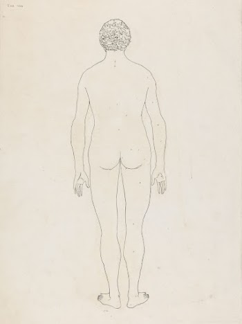 Plate VIII, Human Body, Posterior | Free Photo - rawpixel