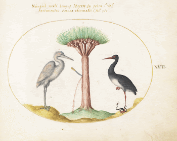 Plate XVII: Animalia Volatilia et | Free Photo - rawpixel