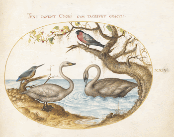 Plate XXIV: Animalia Volatilia et | Free Photo - rawpixel