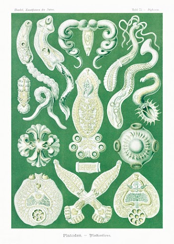Platodes&ndash;Plattentiere from Kunstformen der Natur (1904) by by Er.. | Free public domain illustration - 2272989