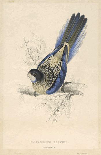 Platycercus Brownii, Brown's Parrakeet (1832) | Free Photo - rawpixel