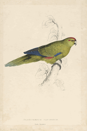 Platycercus Pacificus (1832) print in high | Free Photo - rawpixel