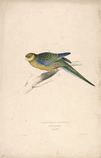 Platycercus Stanley II, Stanley Parrakeet | Free Photo - rawpixel