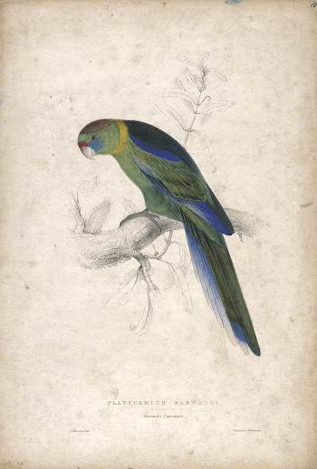 Platycerus Barnardi, Barnard's Parrakeet (1832) | Free Photo - rawpixel
