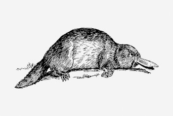 Platypus drawing, vintage wildlife illustration. | Free Photo - rawpixel