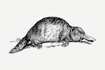 Platypus drawing, vintage wildlife illustration | Free PSD - rawpixel