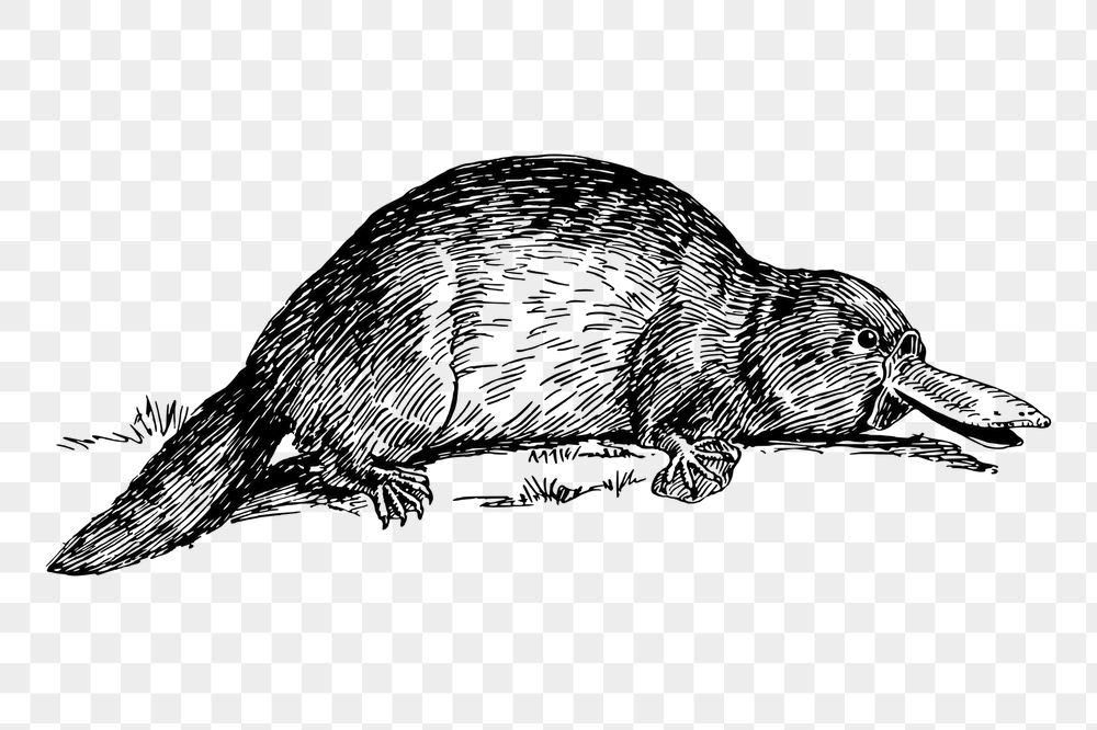 Platypus png sticker, vintage animal | Free PNG - rawpixel
