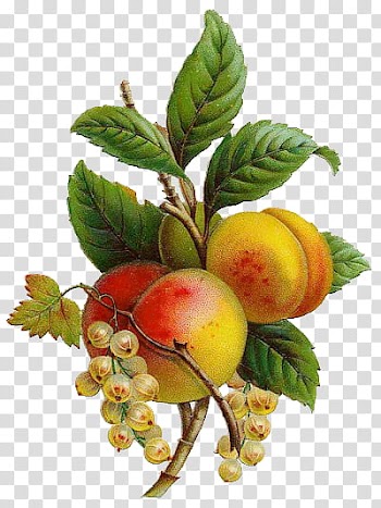Playdays, peach fruit and leaves transparent background PNG clipart