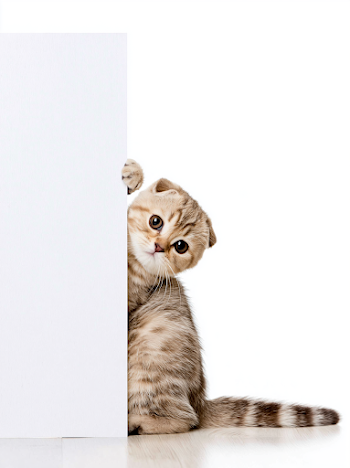 Playful Cream Tabby Kitten Peeking from Behind a Sign