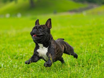 Playful French Bulldog Running in Green Grass