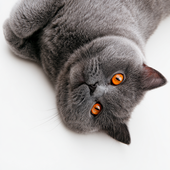 Playful Gray Cat with Orange Eyes on White Background