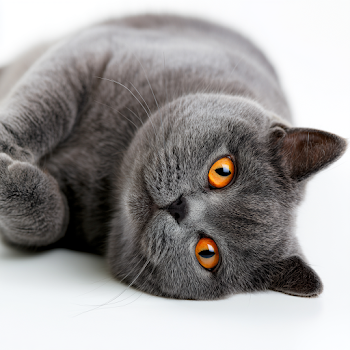 Playful Gray Shorthair Cat with Orange Eyes