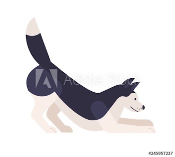 Playful Husky
