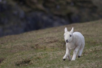 Playful Lamb Running on Pasture