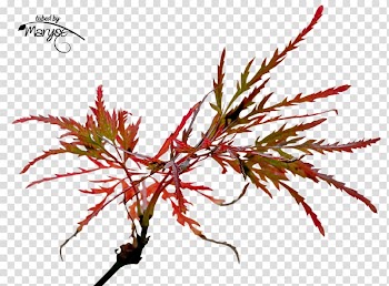 PlayStation Portable Autumn PaintShop Pro, others transparent background PNG clipart