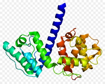 Plectin Santa Cruz Biotechnology, Inc. South Carolina Organism - chromosomes frame 