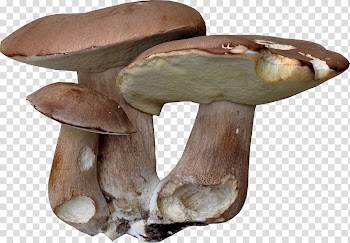 Pleurotus eryngii Fruit Painting Portable Network Graphics , boletus transparent background PNG clipart