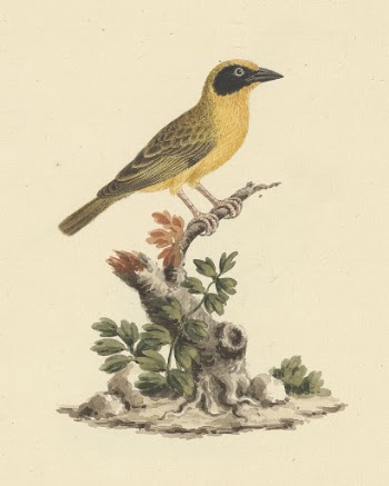 Ploceus ocularis (Spectacled Weaver) by Luigi | Free Photo - rawpixel