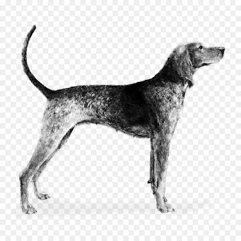 Plott Hound English Foxhound Treeing Walker Coonhound American Foxhound American English Coonhound -  