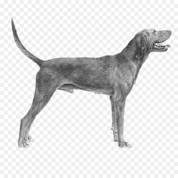 Plott Hound Redbone Coonhound English Foxhound Harrier American Foxhound -  