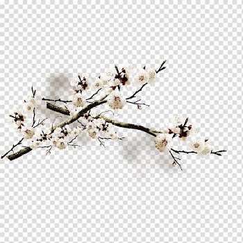 Plum blossom Flower Petal, Plum flower transparent background PNG clipart