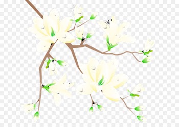 Plum blossom Flower - Plum flower 