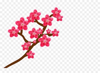 Plum blossom Flower - Plum Pictures 