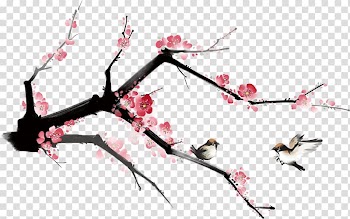 Plum blossom Petal Flower, Plum flower transparent background PNG clipart