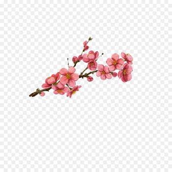 Plum blossom Watercolor painting - Plum flower 