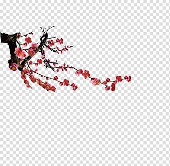 Plum flower transparent background PNG clipart