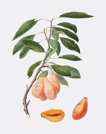 Plum from Pomona Italiana (1817-1839) by Gior.. | Free stock vector - 487811