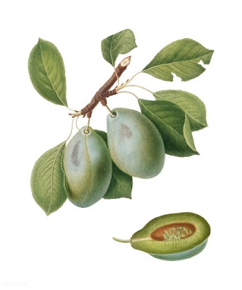 Plum from Pomona Italiana (1817-1839) by Gior.. | Free stock vector - 488173