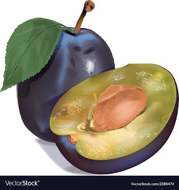Plum graphics vector image