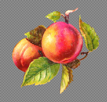 Plum PNG High-Quality Image