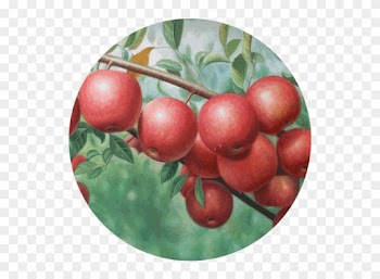 Plum Sticker - Rose Hip